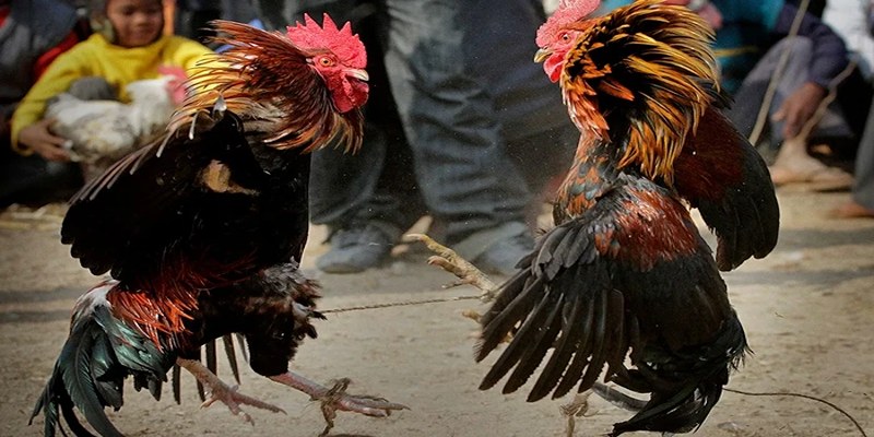 Theo dõi trận đá gà cựa sắt Theo dõi trận đá gà cựa sắt